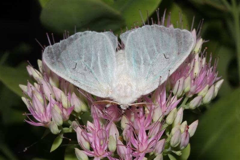 falena da identificare